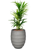Kentia (Howea) forsteriana in Bordo Hydrocultuur
