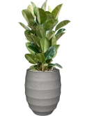 Ficus elastica 'Robusta' in Bordo Grond (Vulkastrat)