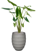 Alocasia zebrina in Bordo Grond (Vulkastrat)