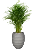 Dypsis (Areca) lutescens in Bordo Grond (Vulkastrat)