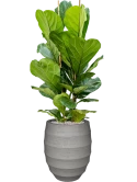 Ficus lyrata in Bordo Grond (Vulkastrat)