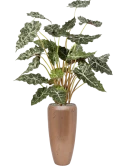 Alocasia in Baq Opus Raw Zijde verlijmd
