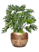 Philodendron in Baq Opus Raw Zijde verlijmd
