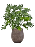 Philodendron in Baq Opus Hit Zijde verlijmd