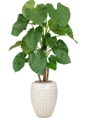 Alocasia in Laos Zijde verlijmd