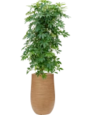 Schefflera arboricola 'Compacta' in Baq Dune Hydrocultuur