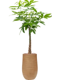 Pachira aquatica in Baq Dune Hydrocultuur