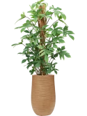 Philodendron pedatum in Baq Dune Hydrocultuur