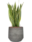 Sansevieria trifasciata 'Laurentii' in Cement & Stone Hydrocultuur