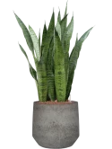 Sansevieria zeylanica in Cement & Stone Hydrocultuur