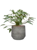 Philodendron 'Xanadu' in Cement & Stone Hydrocultuur