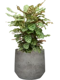 Calathea makoyana in Cement & Stone Grond (Vulkastrat)