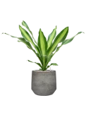 Dracaena fragrans 'Burley' in Cement & Stone Grond (Vulkastrat)