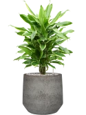 Dracaena fragrans 'Golden Coast' in Cement & Stone Grond (Vulkastrat)