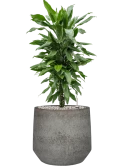 Dracaena fragrans 'Janet Lind' in Cement & Stone Grond (Vulkastrat)