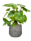 Homalomena rubescens 'Maggy' in Cement & Stone Grond (Vulkastrat)