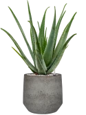 Aloe vera barbadensis in Cement & Stone Grond (Vulkastrat)