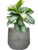 Aglaonema 'Silver Bay' in Cement & Stone Grond (Vulkastrat)