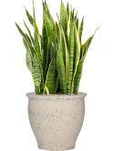 Sansevieria trifasciata 'Laurentii' in Mediterranean Grond (Vulkastrat) Grond (Vulkastrat)