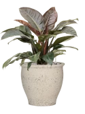 Philodendron `Imperial Red' in Mediterranean Grond (Vulkastrat) Grond (Vulkastrat)