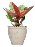 Philodendron 'Prince of Orange' in Mediterranean Grond (Vulkastrat) Grond (Vulkastrat)