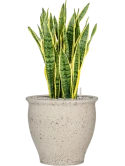 Sansevieria trifasciata 'Laurentii' in Mediterranean Grond (Vulkastrat) Grond (Vulkastrat)