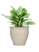 Aglaonema 'Stripes' in Mediterranean Grond (Vulkastrat) Grond (Vulkastrat)