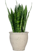 Sansevieria zeylanica in Mediterranean Grond (Vulkastrat)