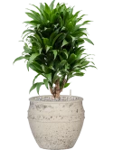 Dracaena fragrans 'Compacta' in Mediterranean Grond (Vulkastrat) Grond (Vulkastrat)