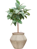 Ficus elastica 'Robusta' in Mineral Hydrocultuur