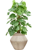 Monstera deliciosa in Mineral Hydrocultuur