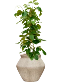 Tetrastigma voinierianum in Mineral Hydrocultuur