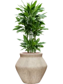 Dracaena fragrans 'Janet Lind' in Mineral Hydrocultuur