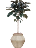 Ficus elastica 'Abidjan' in Mineral Hydrocultuur
