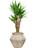 Yucca elephantipes in Mineral Hydrocultuur