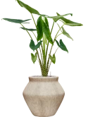 Alocasia zebrina in Mineral Grond (Vulkastrat)