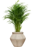 Dypsis (Areca) lutescens in Mineral Grond (Vulkastrat)