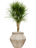 Dracaena marginata in Mineral Grond (Vulkastrat)