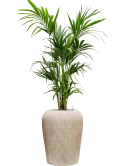 Kentia (Howea) forsteriana in Mineral Grond (Vulkastrat)