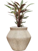 Calathea rufibarba 'Wavestar' in Mineral Grond (Vulkastrat)