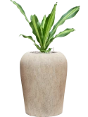 Dracaena fragrans 'Burley' in Mineral Grond (Vulkastrat)