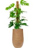 Monstera deliciosa in Baq Dune Grond (Vulkastrat) Grond (Vulkastrat)