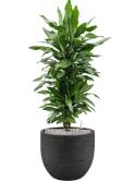 Dracaena fragrans 'Janet Lind' in Terreno Grond (Vulkastrat)