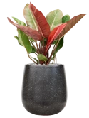 Philodendron 'Prince of Orange' in Baq Terrazzo Grond (Vulkastrat) Grond (Vulkastrat)