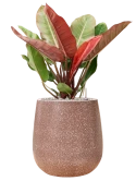Philodendron 'Prince of Orange' in Baq Terrazzo Grond (Vulkastrat) Grond (Vulkastrat)