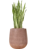 Sansevieria trifasciata 'Silver Mist' in Baq Terrazzo Hydrocultuur Hydrocultuur