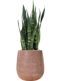 Sansevieria trifasciata 'Silver Mist' in Baq Terrazzo Hydrocultuur Hydrocultuur