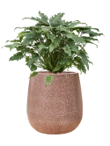 Philodendron 'Xanadu' in Baq Terrazzo Hydrocultuur