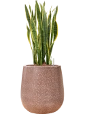 Sansevieria trifasciata 'Laurentii' in Baq Terrazzo Hydrocultuur