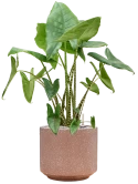 Alocasia zebrina in Baq Terrazzo Grond (Vulkastrat) Grond (Vulkastrat)